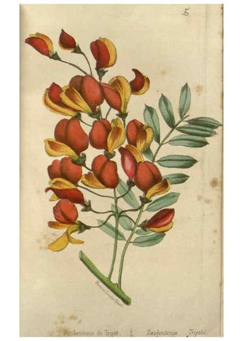 Reproducción/Reproduction 49647591356: Revue horticole.. Paris :Librairie agricole de la maison rustique,1829-1974.. 