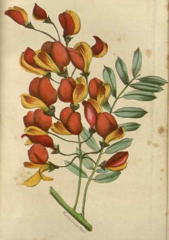 Reproducción/Reproduction 49647591356: Revue horticole.. Paris :Librairie agricole de la maison rustique,1829-1974.. 