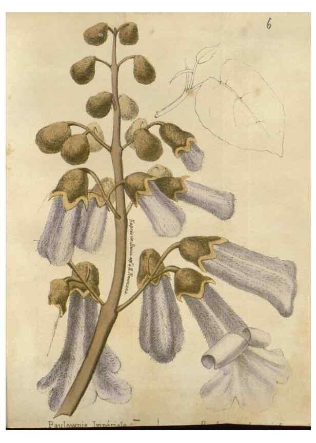 Reproducción/Reproduction 49647874977: Revue horticole.. Paris :Librairie agricole de la maison rustique,1829-1974.. 