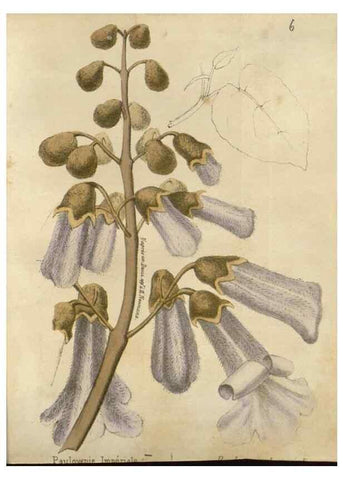 Reproducción/Reproduction 49647874977: Revue horticole.. Paris :Librairie agricole de la maison rustique,1829-1974.. 
