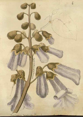 Reproducción/Reproduction 49647874977: Revue horticole.. Paris :Librairie agricole de la maison rustique,1829-1974.. 