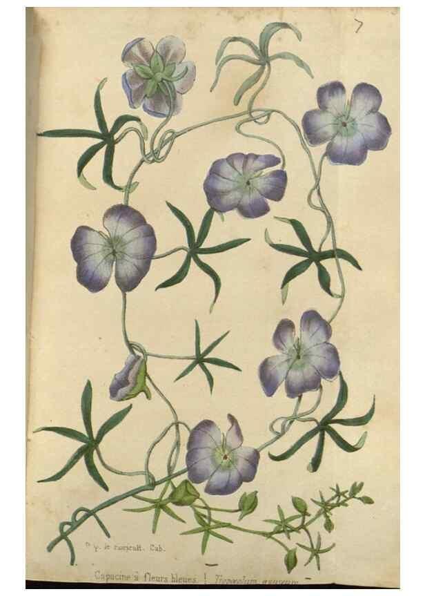 Reproducción/Reproduction 49647591826: Revue horticole.. Paris :Librairie agricole de la maison rustique,1829-1974.. 
