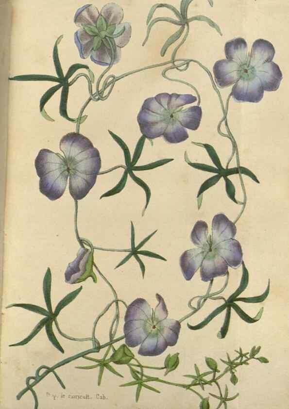 Reproducción/Reproduction 49647591826: Revue horticole.. Paris :Librairie agricole de la maison rustique,1829-1974.. 