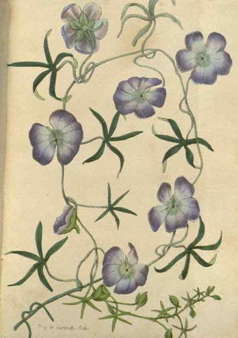 Reproducción/Reproduction 49647591826: Revue horticole.. Paris :Librairie agricole de la maison rustique,1829-1974.. 