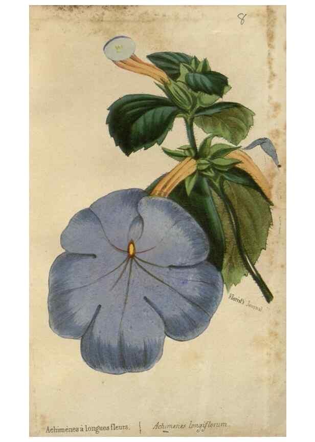 Reproducción/Reproduction 49647592051: Revue horticole.. Paris :Librairie agricole de la maison rustique,1829-1974.. 