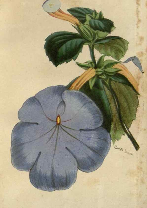 Reproducción/Reproduction 49647592051: Revue horticole.. Paris :Librairie agricole de la maison rustique,1829-1974.. 