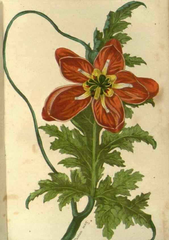 Reproducción/Reproduction 49647875717: Revue horticole.. Paris :Librairie agricole de la maison rustique,1829-1974.. 