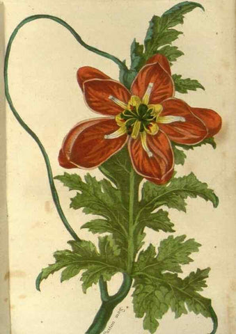 Reproducción/Reproduction 49647875717: Revue horticole.. Paris :Librairie agricole de la maison rustique,1829-1974.. 