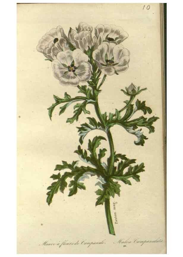 Reproducción/Reproduction 49647875947: Revue horticole.. Paris :Librairie agricole de la maison rustique,1829-1974.. 