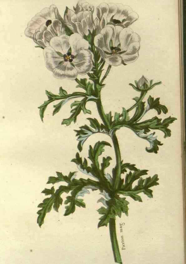 Reproducción/Reproduction 49647875947: Revue horticole.. Paris :Librairie agricole de la maison rustique,1829-1974.. 