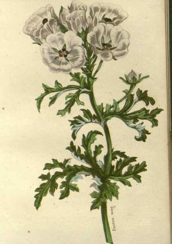 Reproducción/Reproduction 49647875947: Revue horticole.. Paris :Librairie agricole de la maison rustique,1829-1974.. 