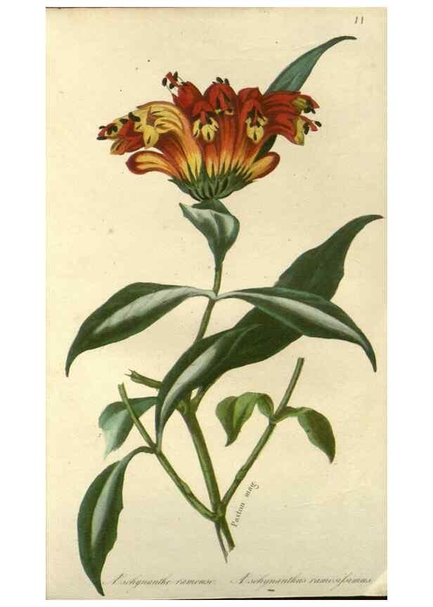 Reproducción/Reproduction 49647876107: Revue horticole.. Paris :Librairie agricole de la maison rustique,1829-1974.. 