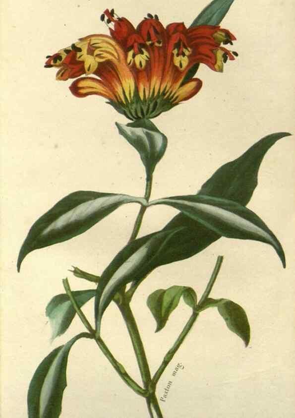 Reproducción/Reproduction 49647876107: Revue horticole.. Paris :Librairie agricole de la maison rustique,1829-1974.. 