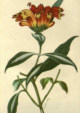 Reproducción/Reproduction 49647876107: Revue horticole.. Paris :Librairie agricole de la maison rustique,1829-1974.. 