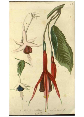 Reproducción/Reproduction 49647876347: Revue horticole.. Paris :Librairie agricole de la maison rustique,1829-1974.. 