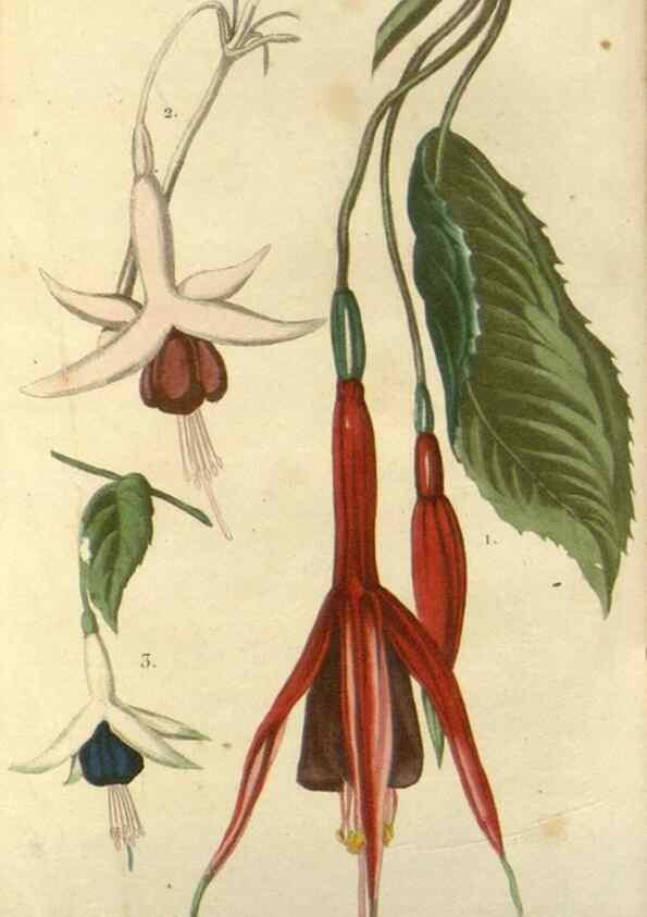 Reproducción/Reproduction 49647876347: Revue horticole.. Paris :Librairie agricole de la maison rustique,1829-1974.. 