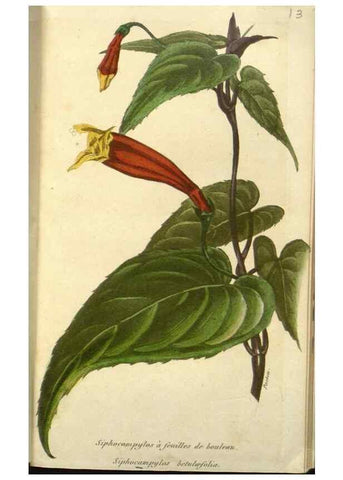 Reproducción/Reproduction 49647593141: Revue horticole.. Paris :Librairie agricole de la maison rustique,1829-1974.. 