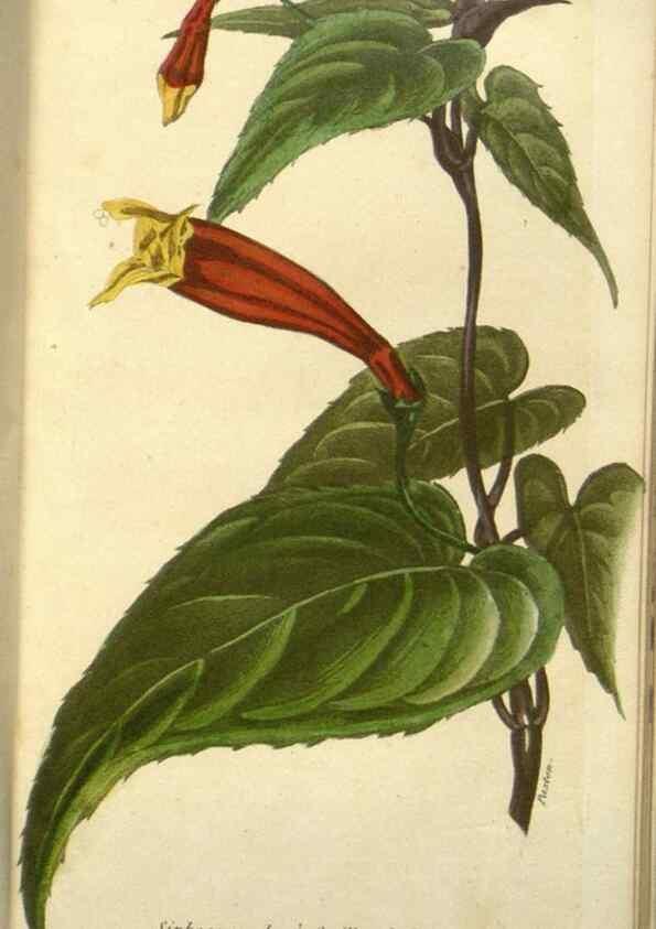Reproducción/Reproduction 49647593141: Revue horticole.. Paris :Librairie agricole de la maison rustique,1829-1974.. 