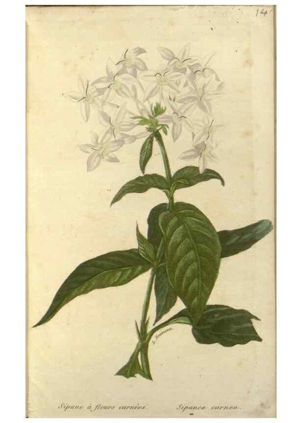 Reproducción/Reproduction 49647876712: Revue horticole.. Paris :Librairie agricole de la maison rustique,1829-1974.. 