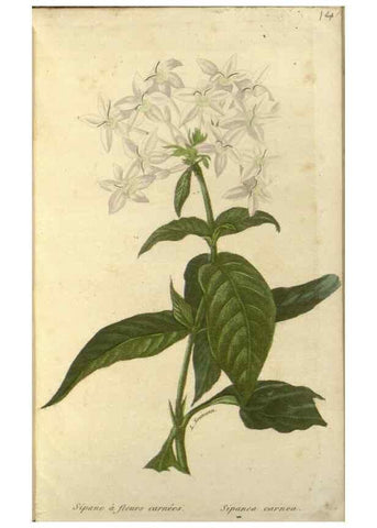 Reproducción/Reproduction 49647876712: Revue horticole.. Paris :Librairie agricole de la maison rustique,1829-1974.. 