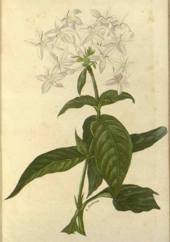 Reproducción/Reproduction 49647876712: Revue horticole.. Paris :Librairie agricole de la maison rustique,1829-1974.. 