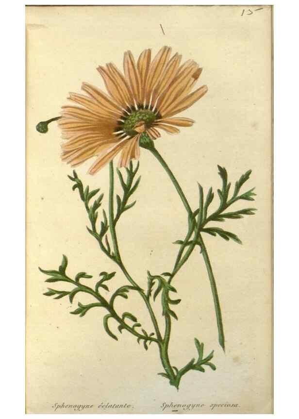 Reproducción/Reproduction 49647876952: Revue horticole.. Paris :Librairie agricole de la maison rustique,1829-1974.. 