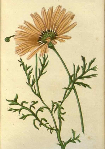 Reproducción/Reproduction 49647876952: Revue horticole.. Paris :Librairie agricole de la maison rustique,1829-1974.. 