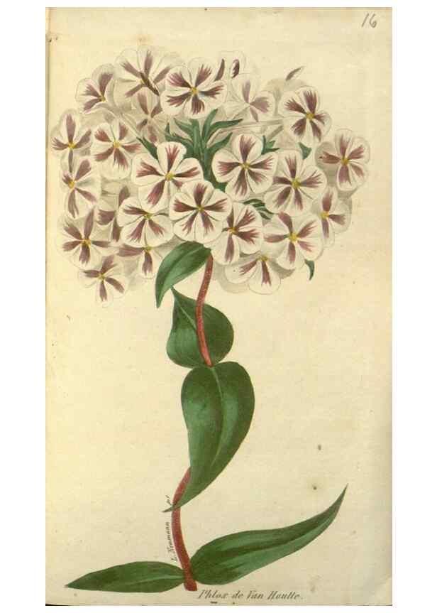 Reproducción/Reproduction 49647593726: Revue horticole.. Paris :Librairie agricole de la maison rustique,1829-1974.. 