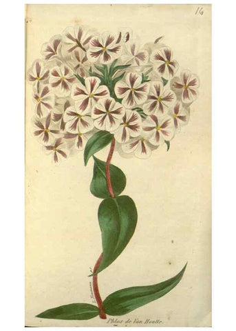 Reproducción/Reproduction 49647593726: Revue horticole.. Paris :Librairie agricole de la maison rustique,1829-1974.. 