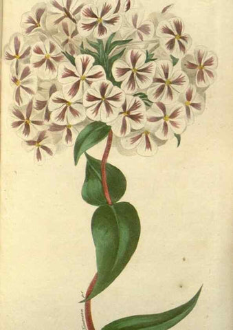 Reproducción/Reproduction 49647593726: Revue horticole.. Paris :Librairie agricole de la maison rustique,1829-1974.. 