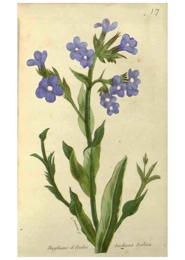 Reproducción/Reproduction 49647877307: Revue horticole.. Paris :Librairie agricole de la maison rustique,1829-1974.. 