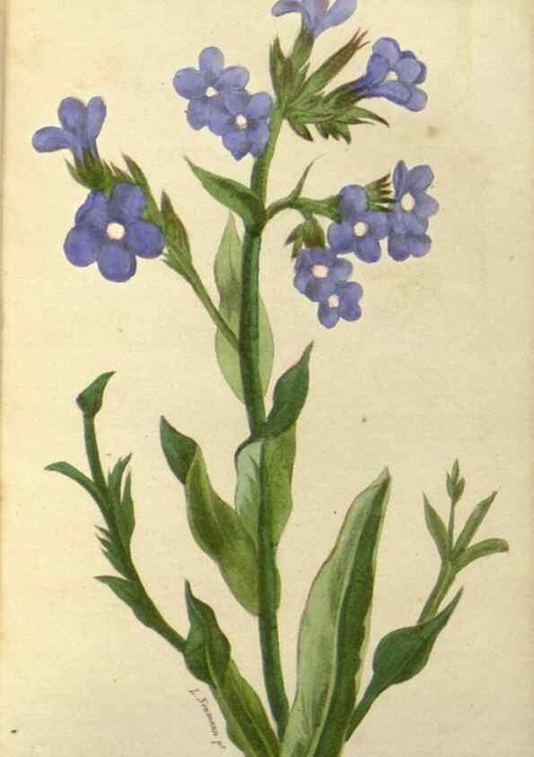 Reproducción/Reproduction 49647877307: Revue horticole.. Paris :Librairie agricole de la maison rustique,1829-1974.. 
