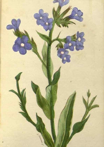 Reproducción/Reproduction 49647877307: Revue horticole.. Paris :Librairie agricole de la maison rustique,1829-1974.. 