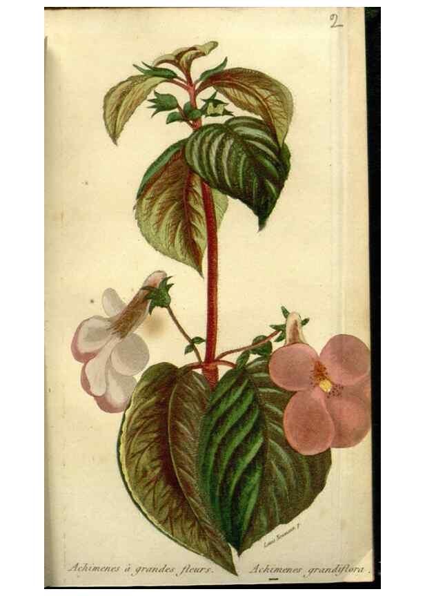 Reproducción/Reproduction 49647873842: Revue horticole.. Paris :Librairie agricole de la maison rustique,1829-1974.. 