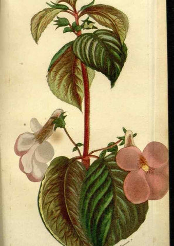 Reproducción/Reproduction 49647873842: Revue horticole.. Paris :Librairie agricole de la maison rustique,1829-1974.. 