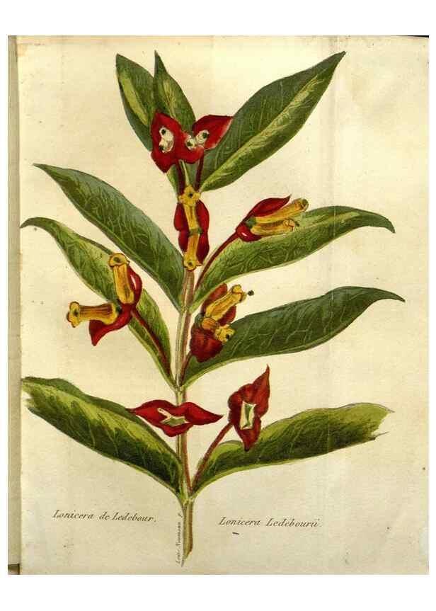 Reproducción/Reproduction 49647057073: Revue horticole.. Paris :Librairie agricole de la maison rustique,1829-1974.. 