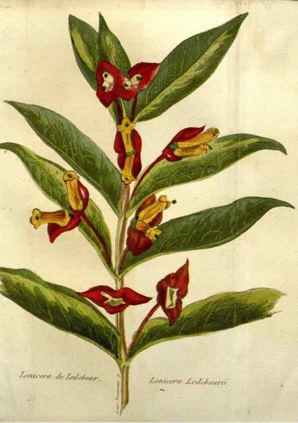 Reproducción/Reproduction 49647057073: Revue horticole.. Paris :Librairie agricole de la maison rustique,1829-1974.. 