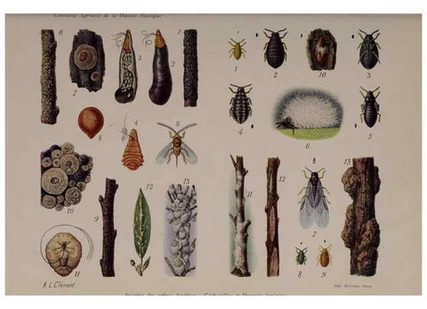 Reproducción/Reproduction 49643511403: Revue horticole.. Paris :Librairie agricole de la maison rustique,1829-1974.. 