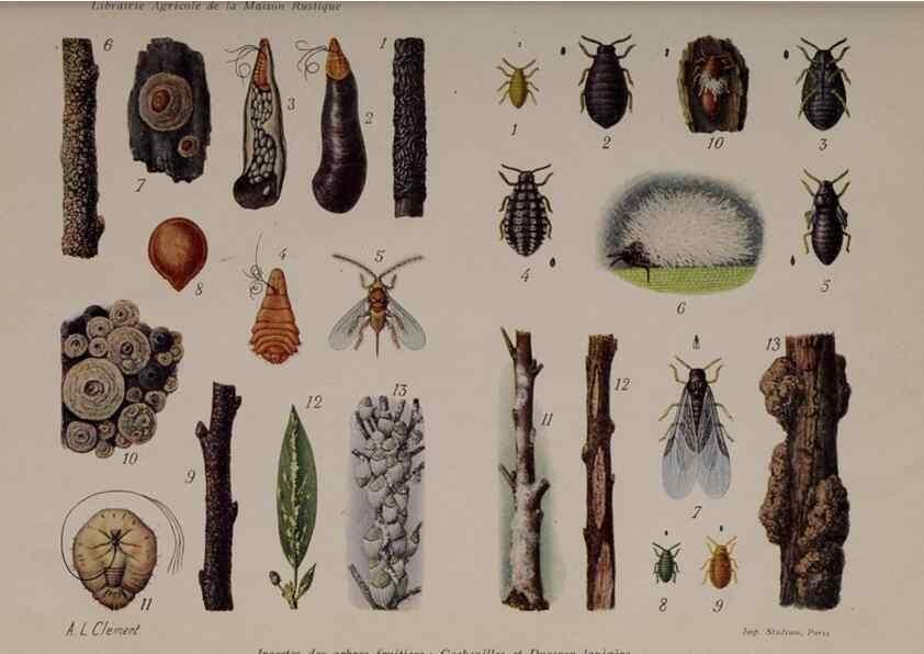 Reproducción/Reproduction 49643511403: Revue horticole.. Paris :Librairie agricole de la maison rustique,1829-1974.. 