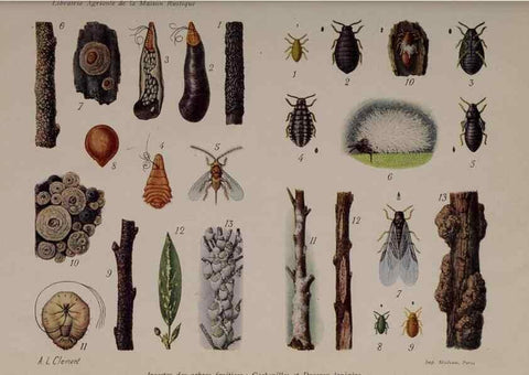 Reproducción/Reproduction 49643511403: Revue horticole.. Paris :Librairie agricole de la maison rustique,1829-1974.. 