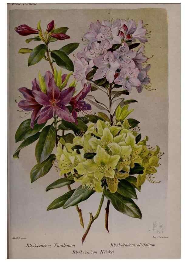Reproducción/Reproduction 49644317162: Revue horticole.. Paris :Librairie agricole de la maison rustique,1829-1974.. 