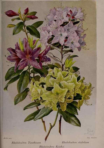 Reproducción/Reproduction 49644317162: Revue horticole.. Paris :Librairie agricole de la maison rustique,1829-1974.. 