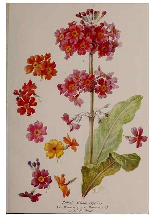 Reproducción/Reproduction 49643506463: Revue horticole.. Paris :Librairie agricole de la maison rustique,1829-1974.. 