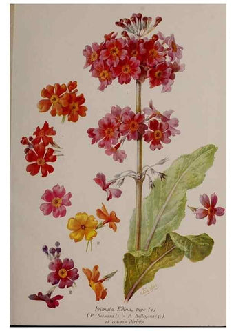 Reproducción/Reproduction 49643506463: Revue horticole.. Paris :Librairie agricole de la maison rustique,1829-1974.. 