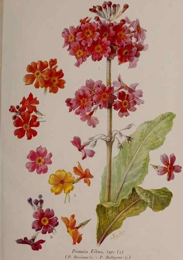 Reproducción/Reproduction 49643506463: Revue horticole.. Paris :Librairie agricole de la maison rustique,1829-1974.. 