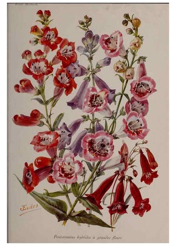 Reproducción/Reproduction 49644033146: Revue horticole.. Paris :Librairie agricole de la maison rustique,1829-1974.. 