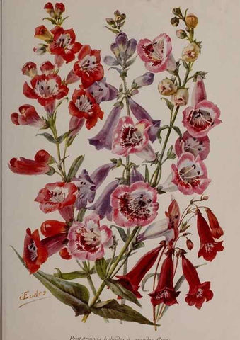 Reproducción/Reproduction 49644033146: Revue horticole.. Paris :Librairie agricole de la maison rustique,1829-1974.. 
