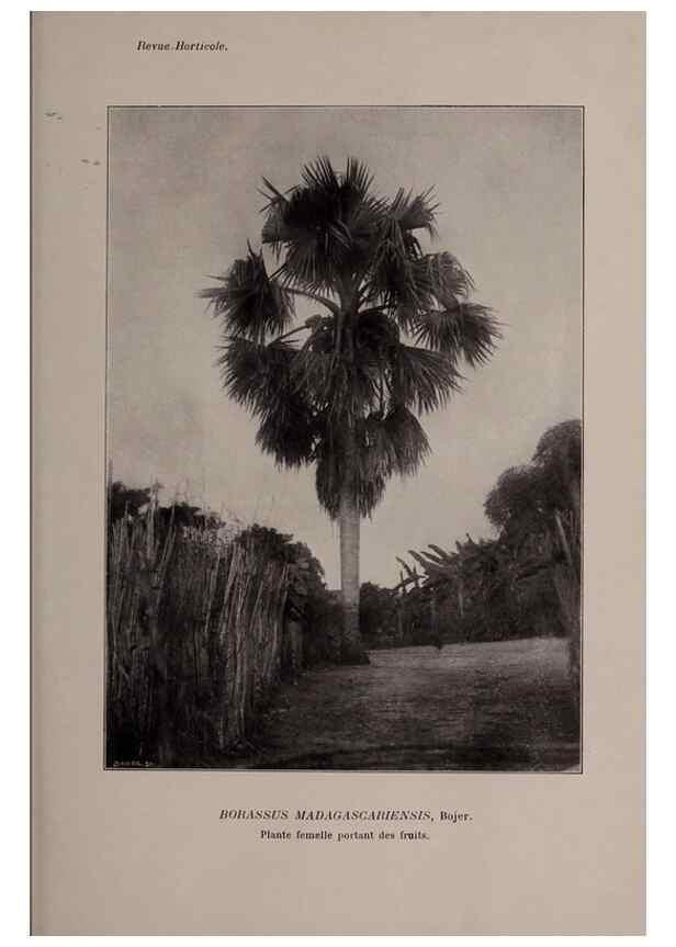 Reproducción/Reproduction 49644313467: Revue horticole.. Paris :Librairie agricole de la maison rustique,1829-1974.. 