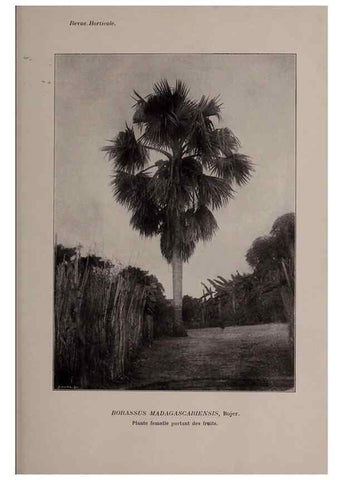 Reproducción/Reproduction 49644313467: Revue horticole.. Paris :Librairie agricole de la maison rustique,1829-1974.. 