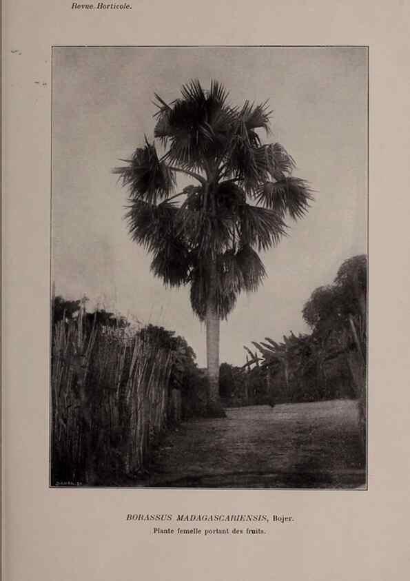 Reproducción/Reproduction 49644313467: Revue horticole.. Paris :Librairie agricole de la maison rustique,1829-1974.. 